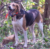a well breed American Foxhound dog